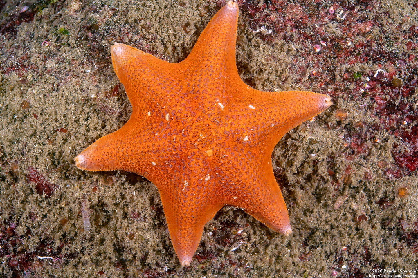 Patiria miniata (Bat Star)
