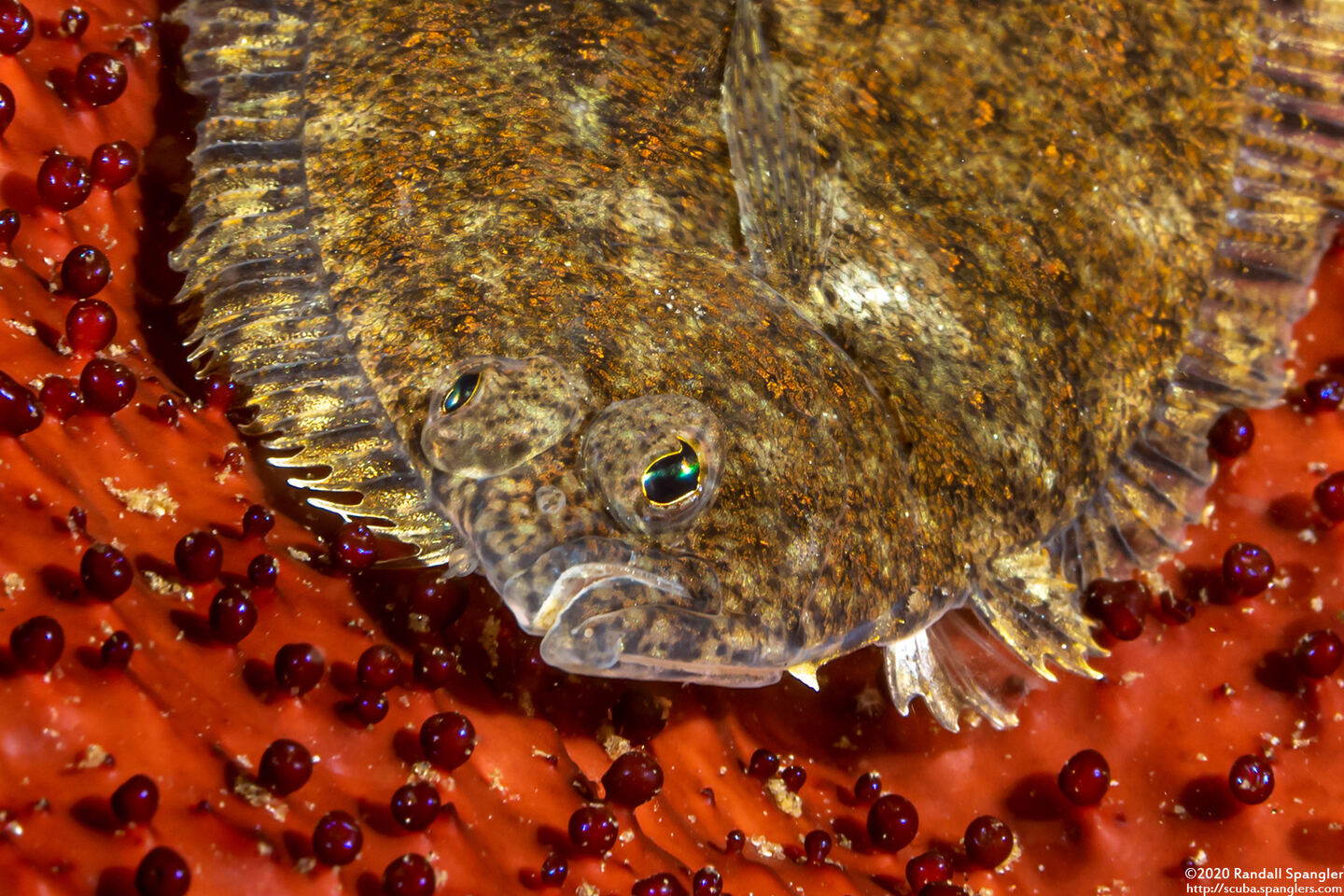 Citharichthys stigmaeus (Speckled Sanddab)