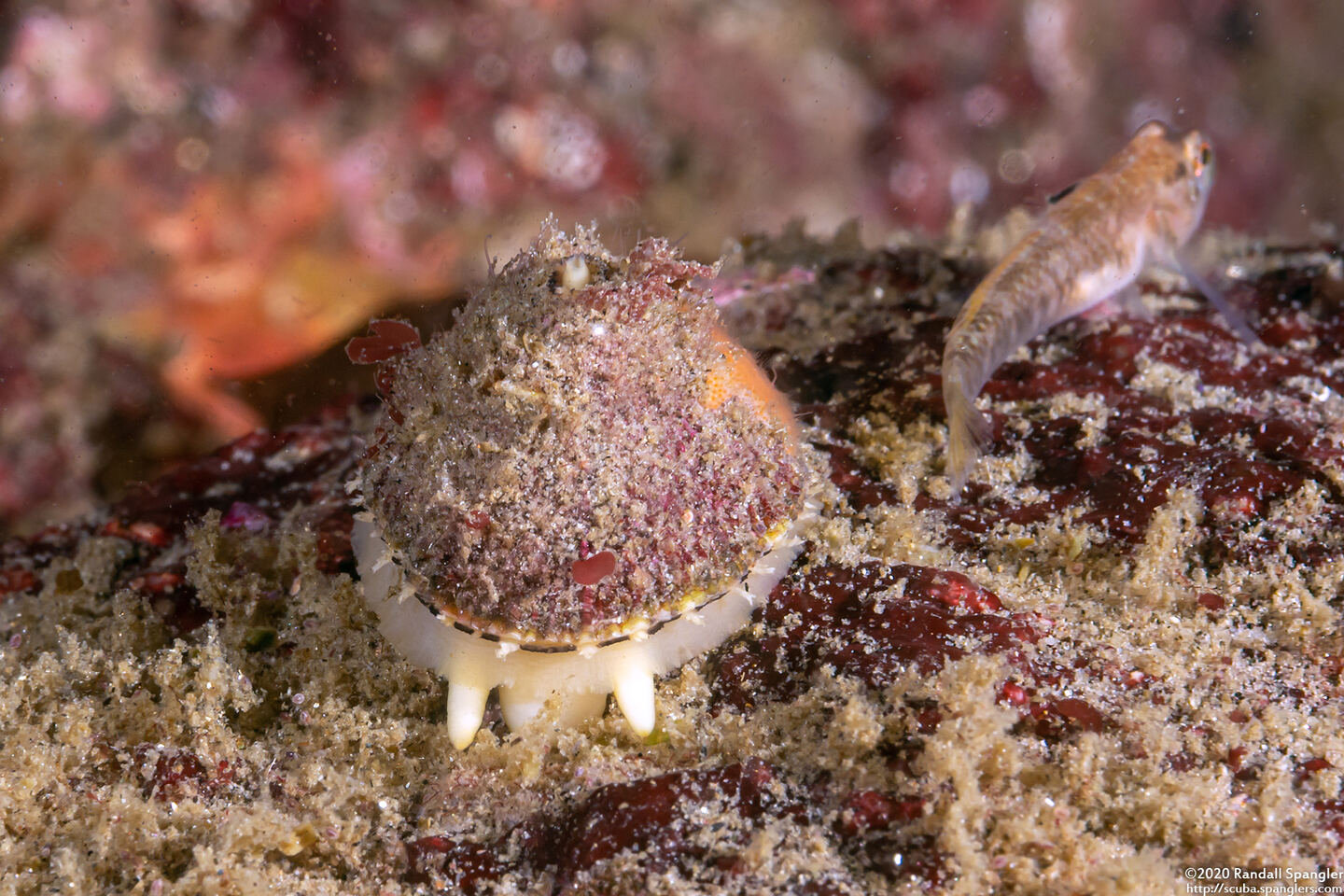Diodora aspera (Keyhole Limpet)