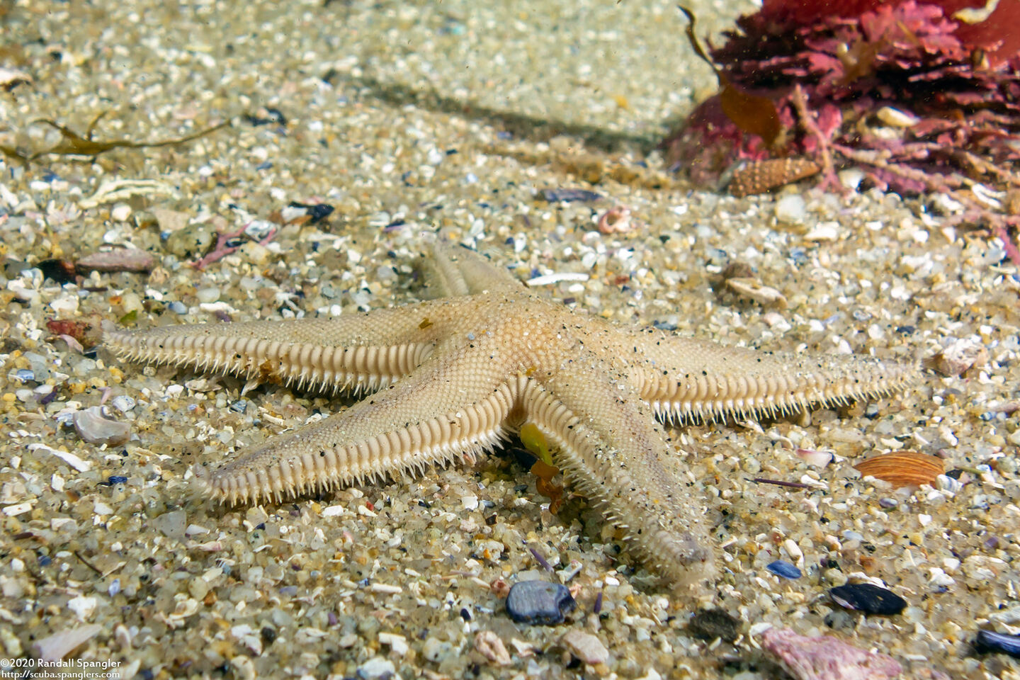 Astropecten armatus (Spiny Sand Star)