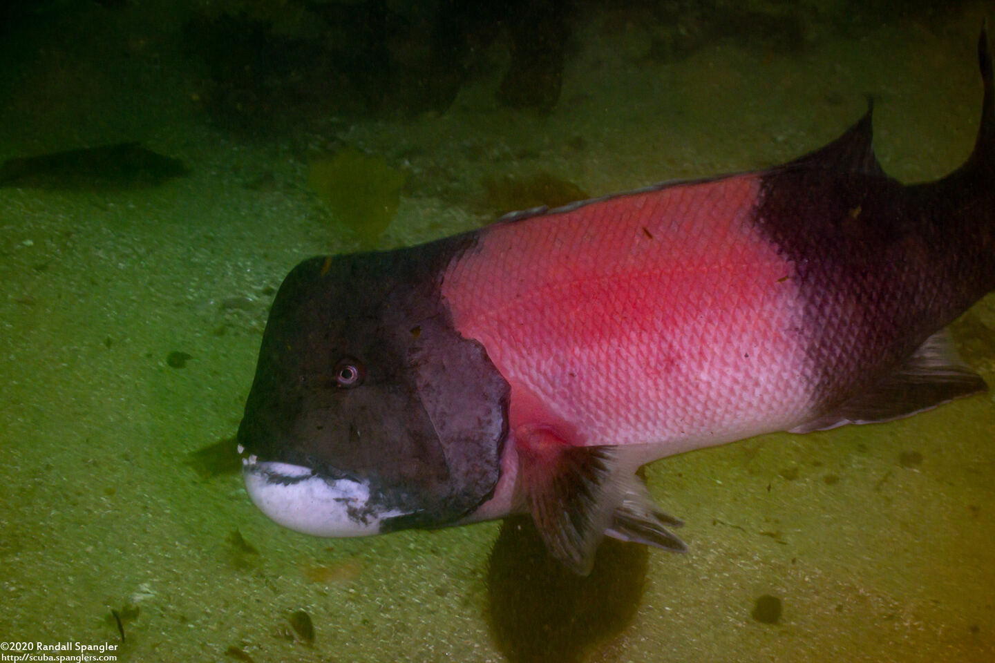 Semicossyphus pulcher (California Sheephead)