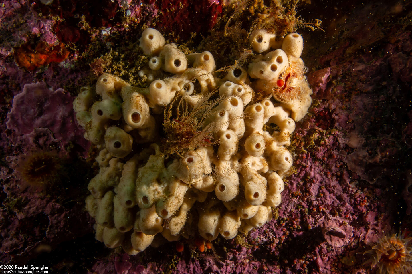 Neopetrosia problematica (Neopetrosia Problematica)