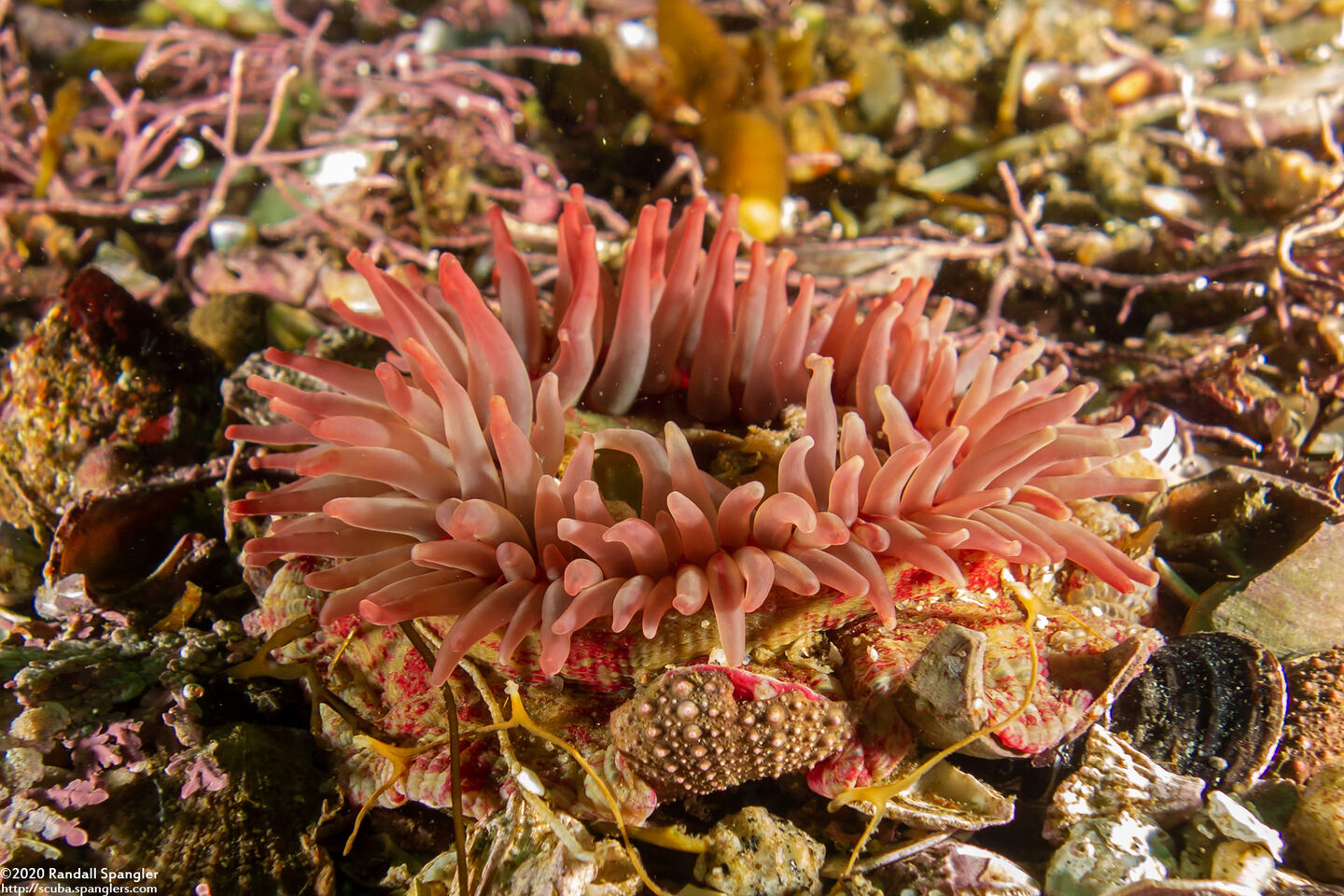 Urticina grebelnyi (Painted Urticina)