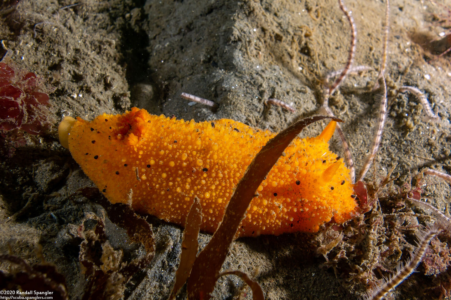 Doris montereyensis (Monterey Dorid)