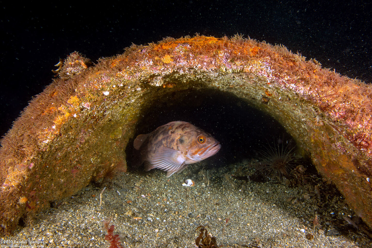 Sebastes auriculatus (Brown Rockfish)