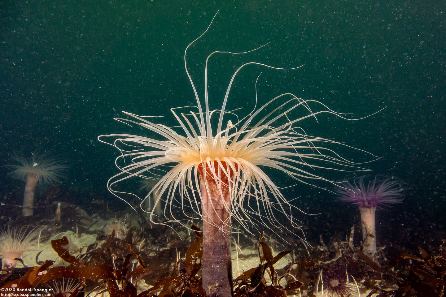 Pachycerianthus fimbriatus (Tube-Dwelling Anemone)