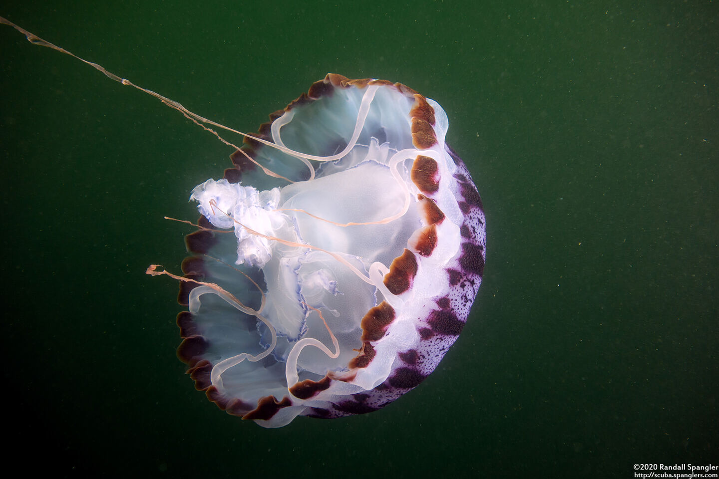 Chrysaora colorata (Purple-Striped Jelly)