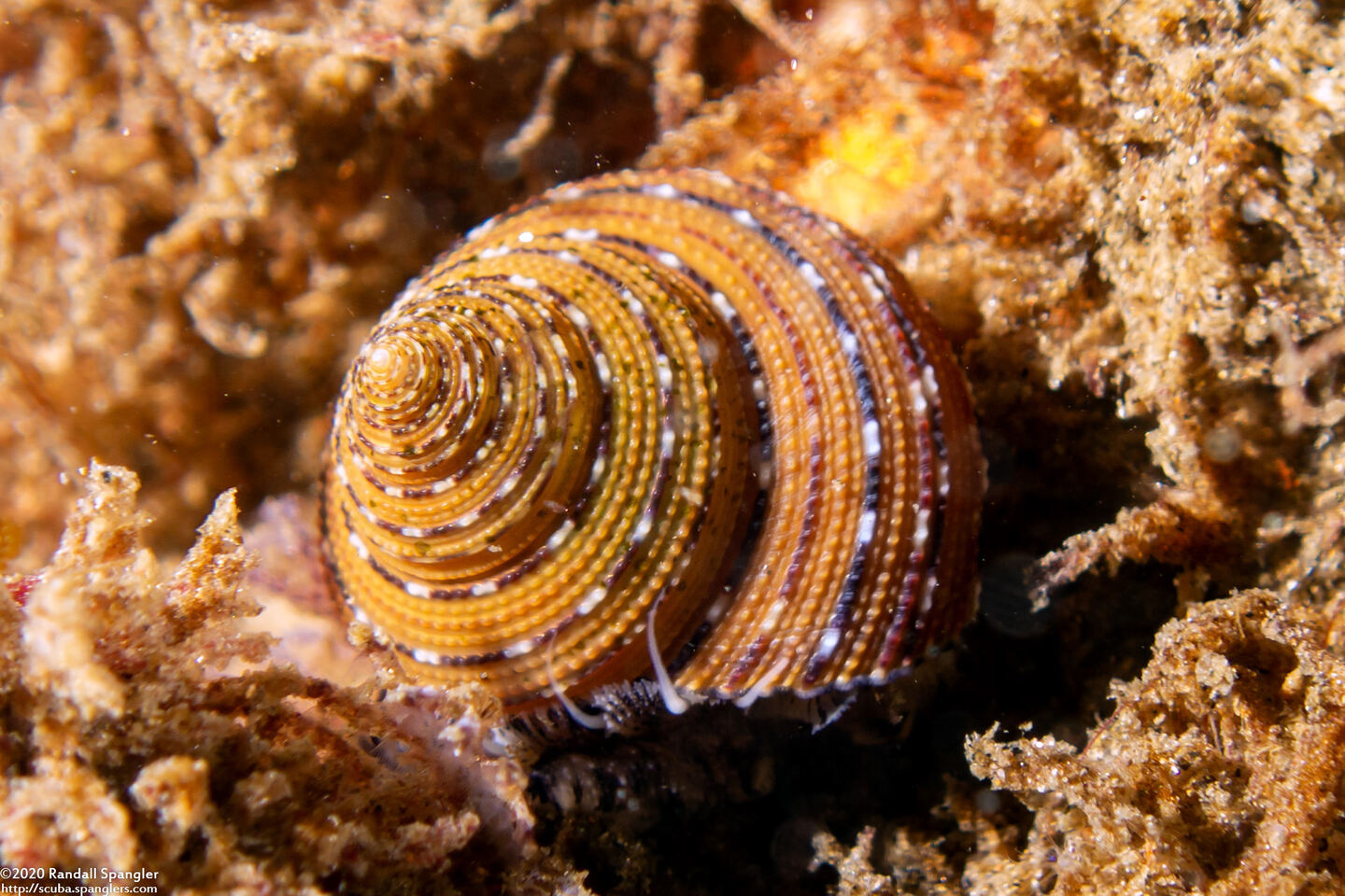 Calliostoma tricolor (Three-Colored Top Shell)