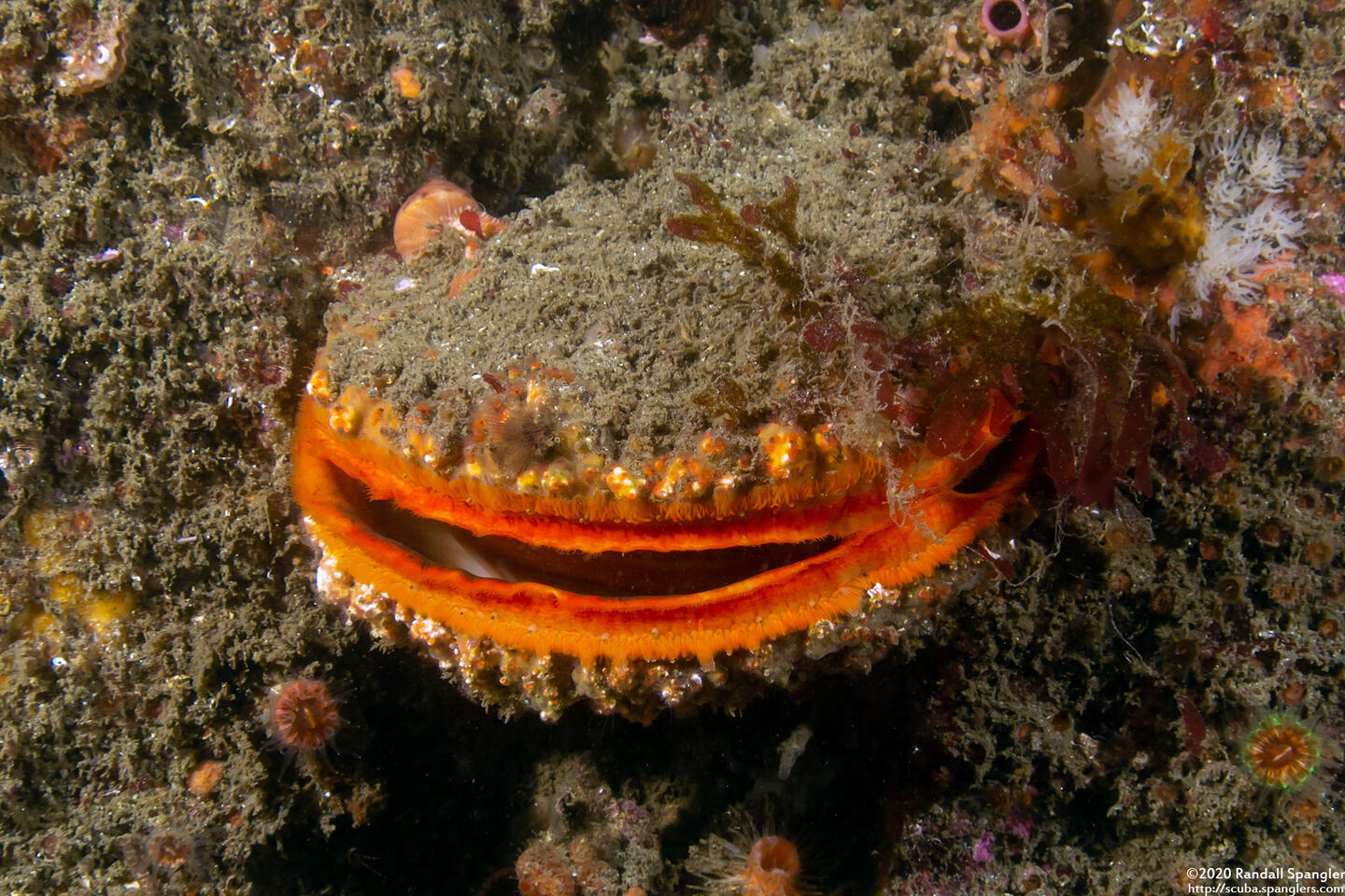 Crassadoma gigantea (Rock Scallop)