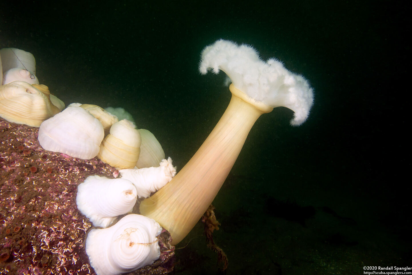 Metridium farcimen (White-Plumed Anemone)