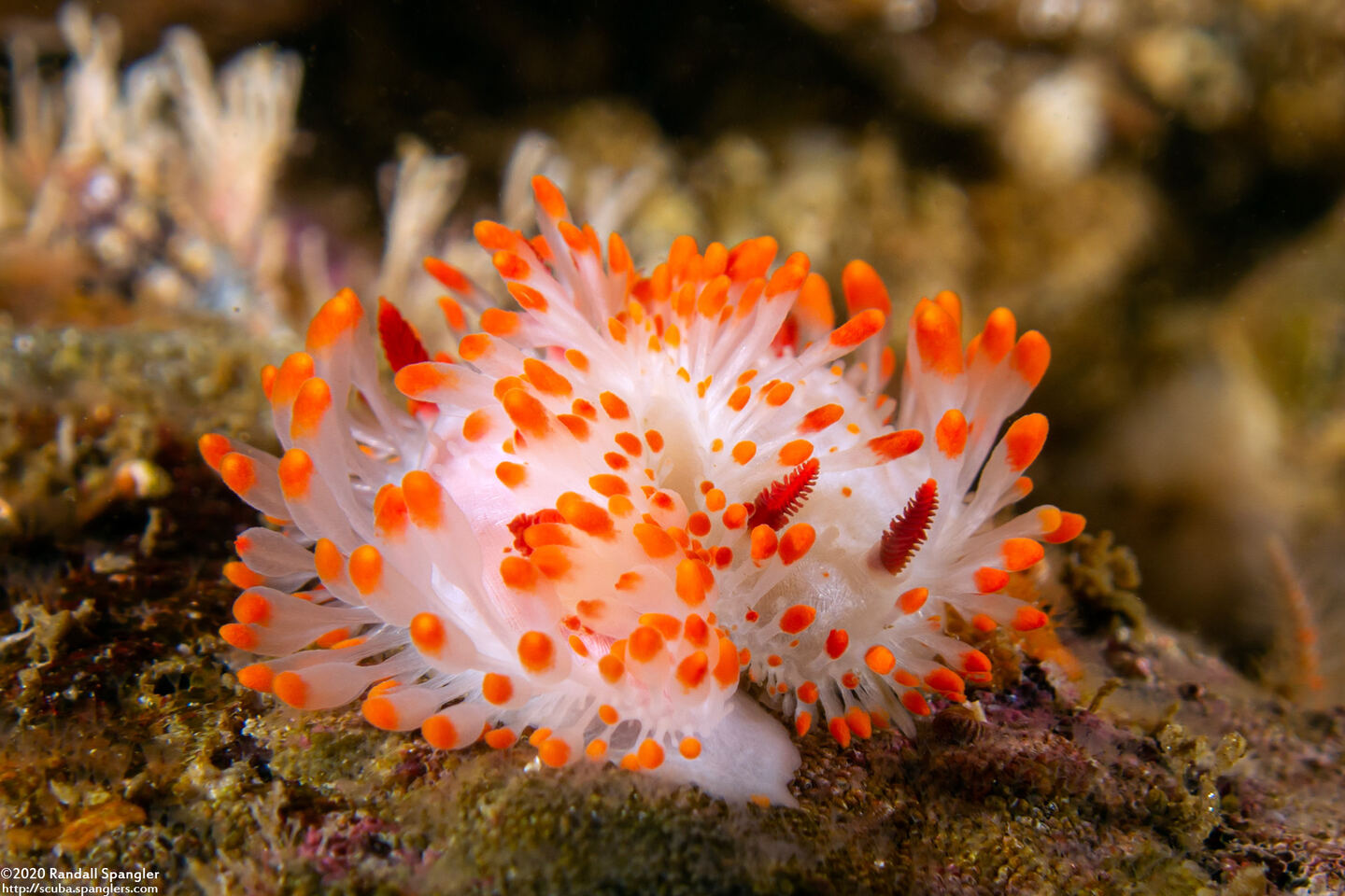 Limacia cockerelli (Cockerell's Dorid)