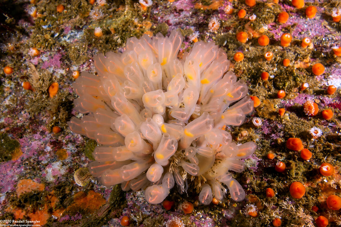Clavelina huntsmani (Light Bulb Tunicate)