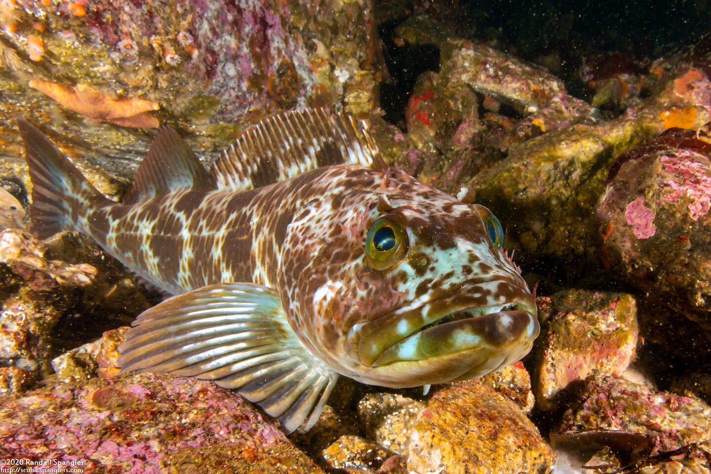 Ophiodon elongatus (Lingcod)