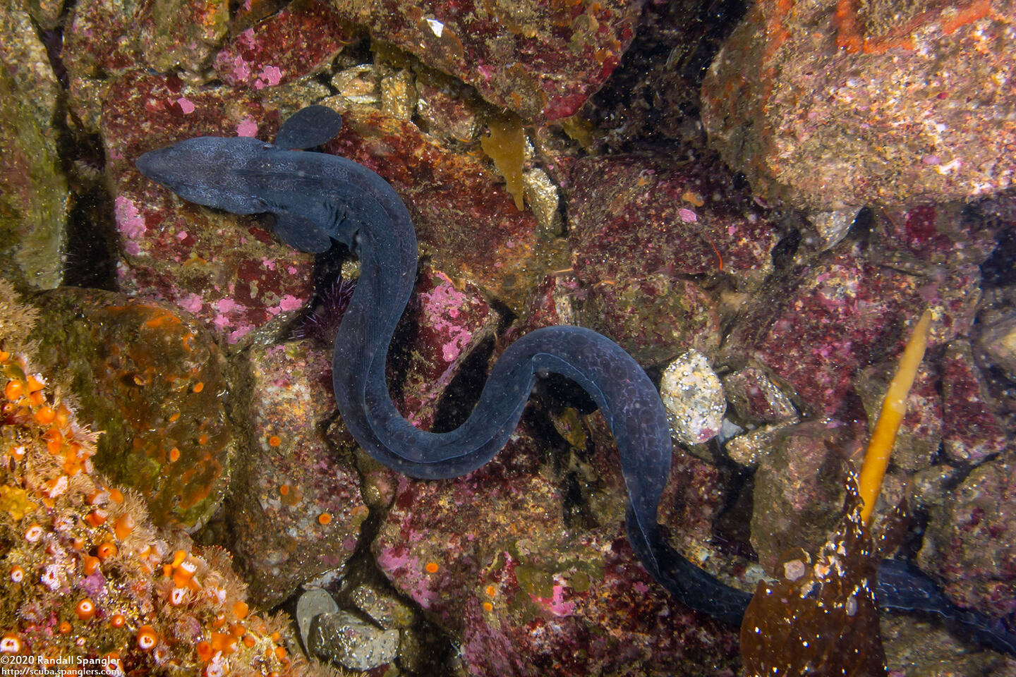 Anarrhichthys ocellatus (Wolf-Eel)
