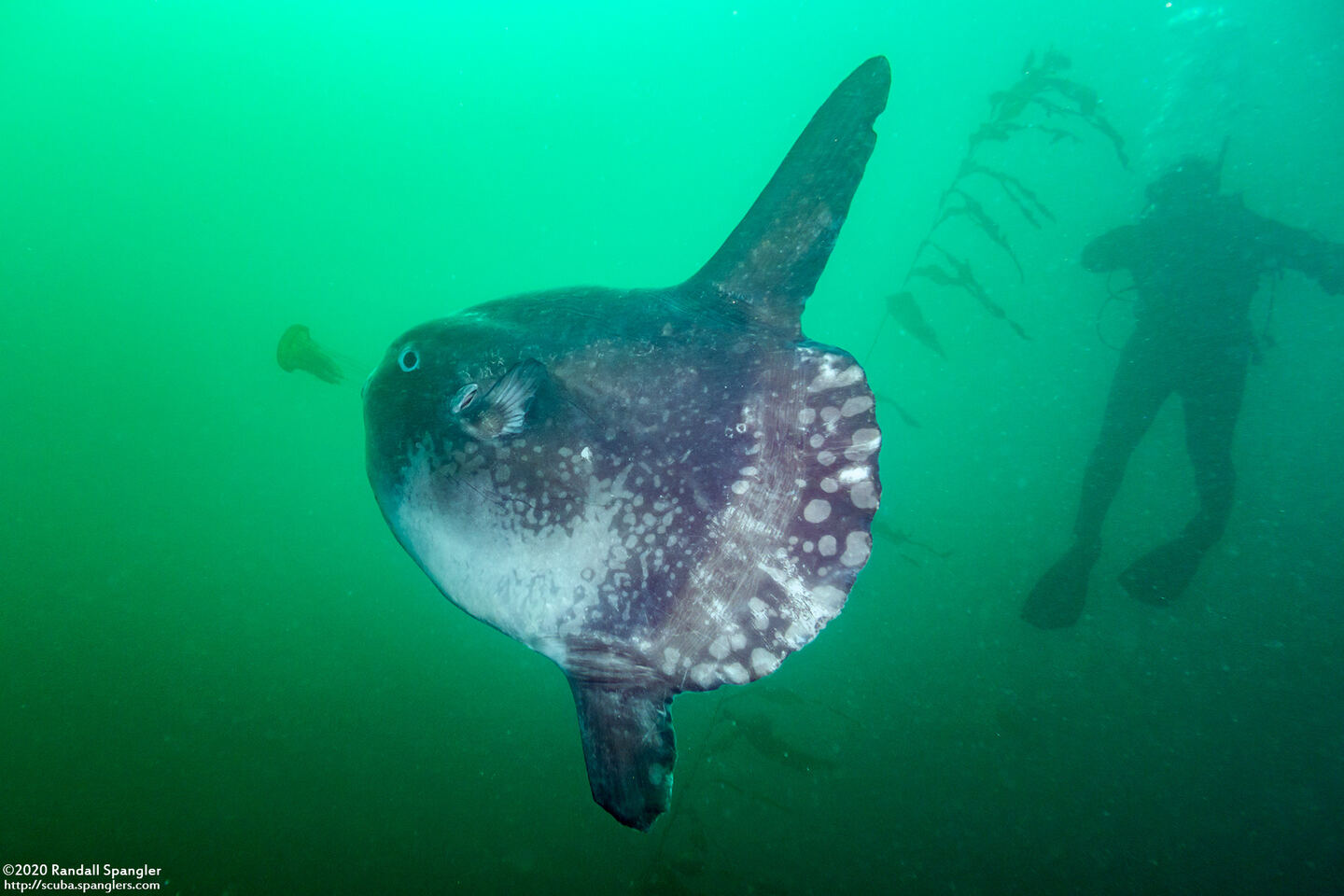 Mola mola (Ocean Sunfish)