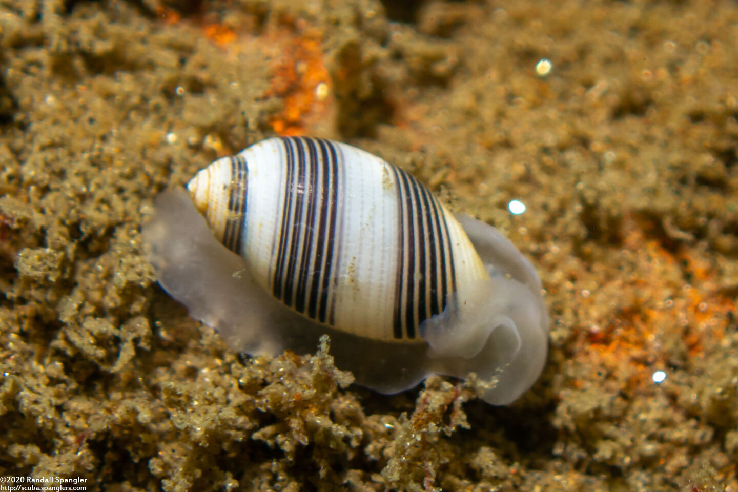 Rictaxis punctocaelatus (Striped Barrel Shell)
