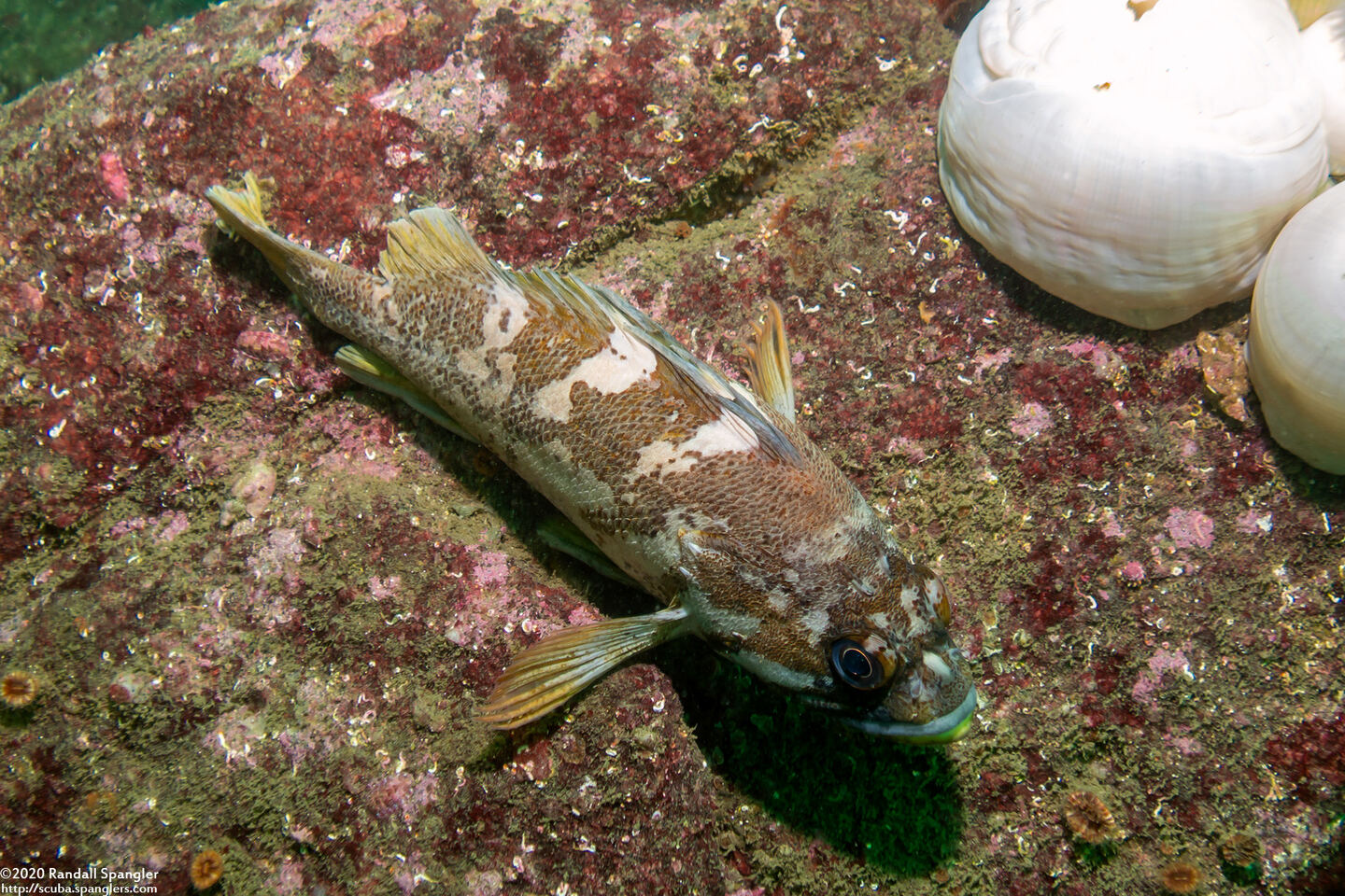 Sebastes carnatus (Gopher Rockfish)