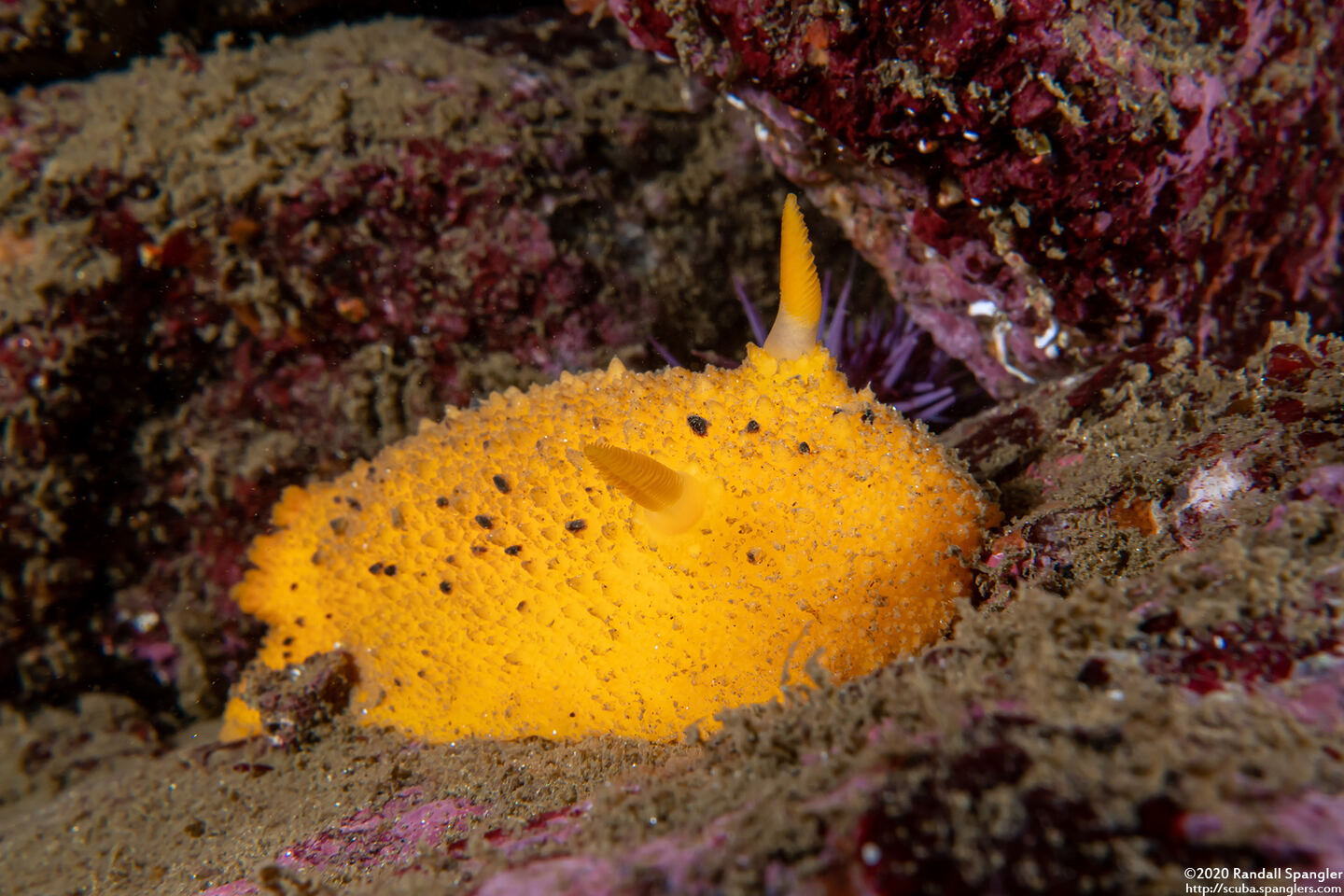 Doris montereyensis (Monterey Dorid)