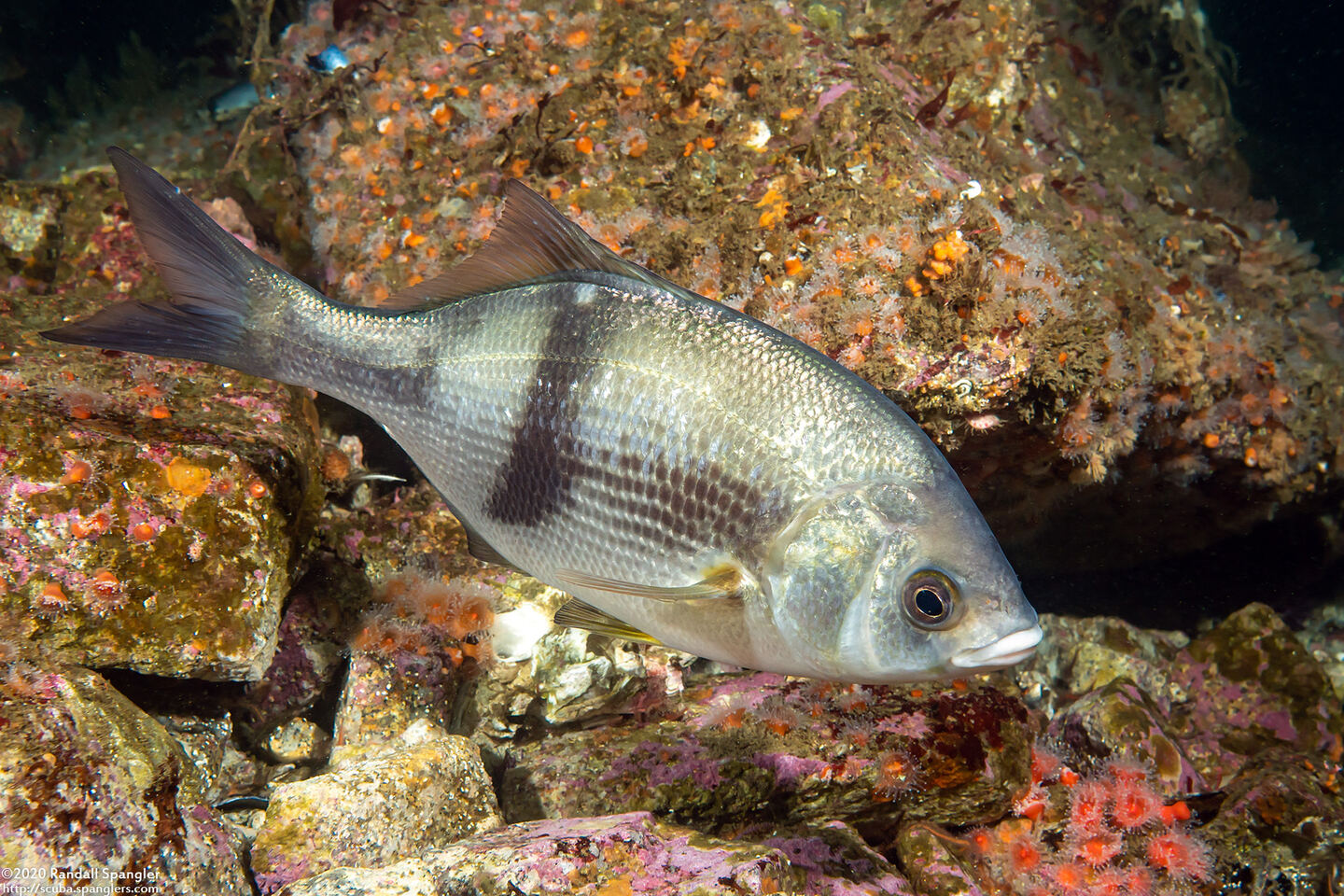Rhacochilus vacca (Pile Perch)