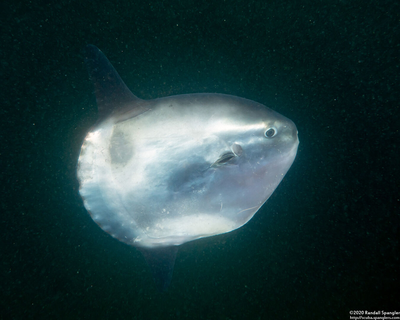 Mola mola (Ocean Sunfish)