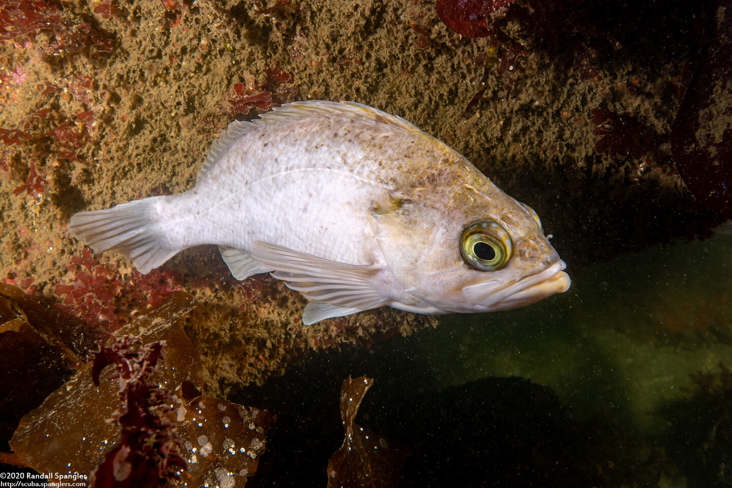 Sebastes atrovirens (Kelp Rockfish)