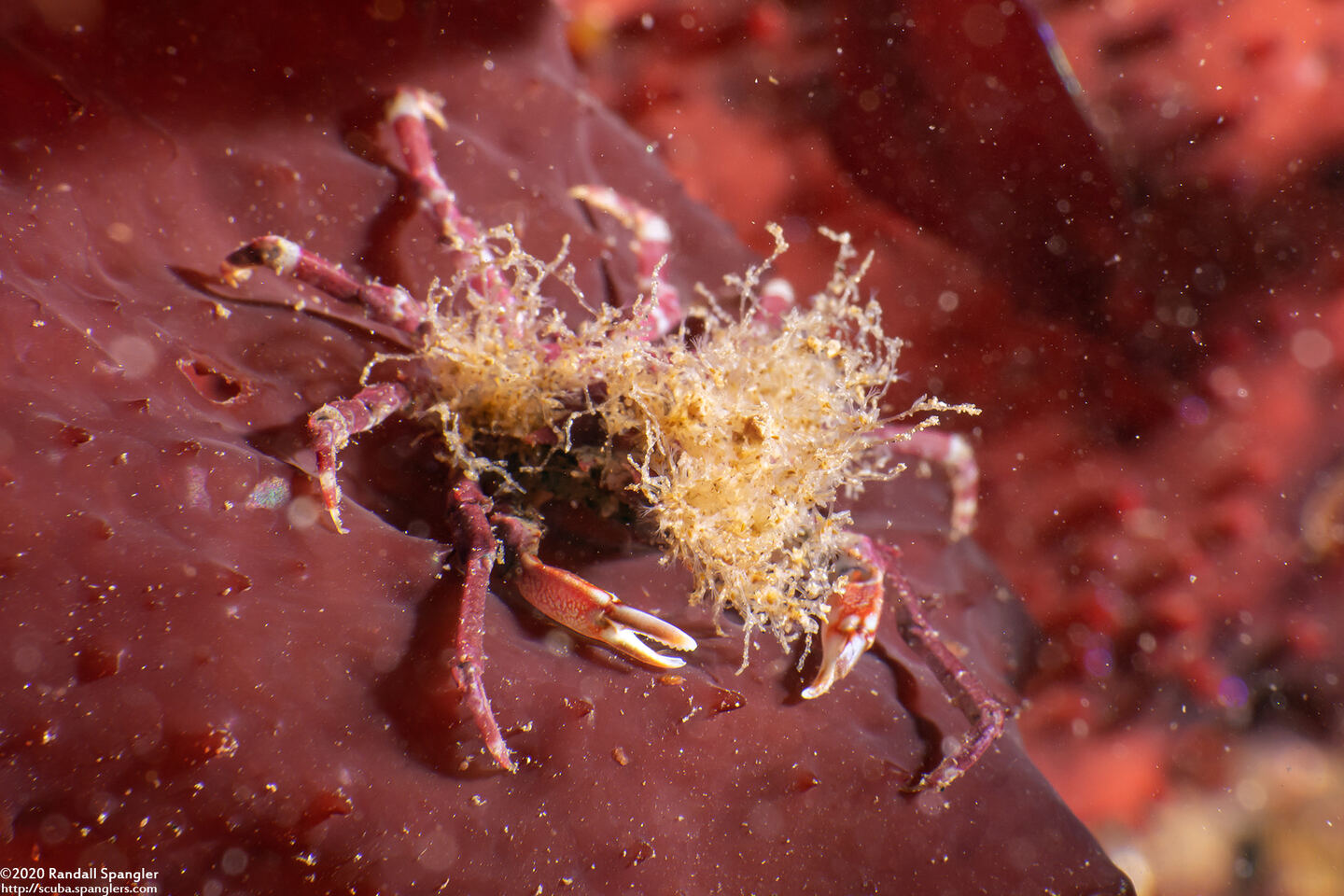 Pugettia richii (Cryptic Kelp Crab)