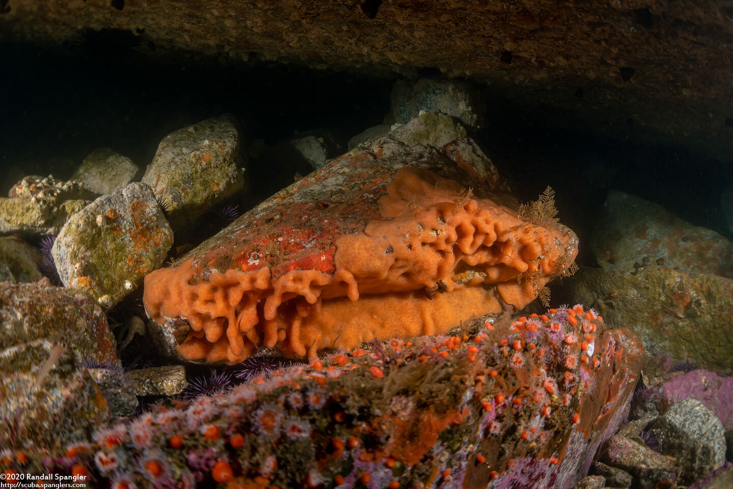 Aplidium californicum (Sea Pork)
