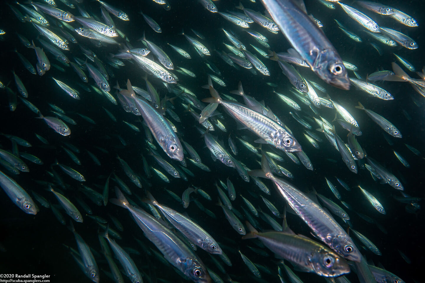 Trachurus symmetricus (Jack Mackerel)