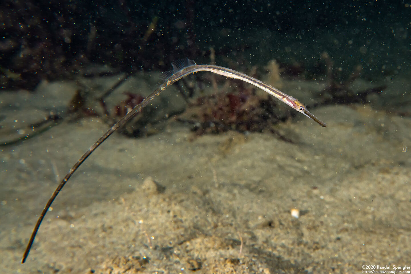 Syngnathus leptorhynchus (Bay Pipefish)
