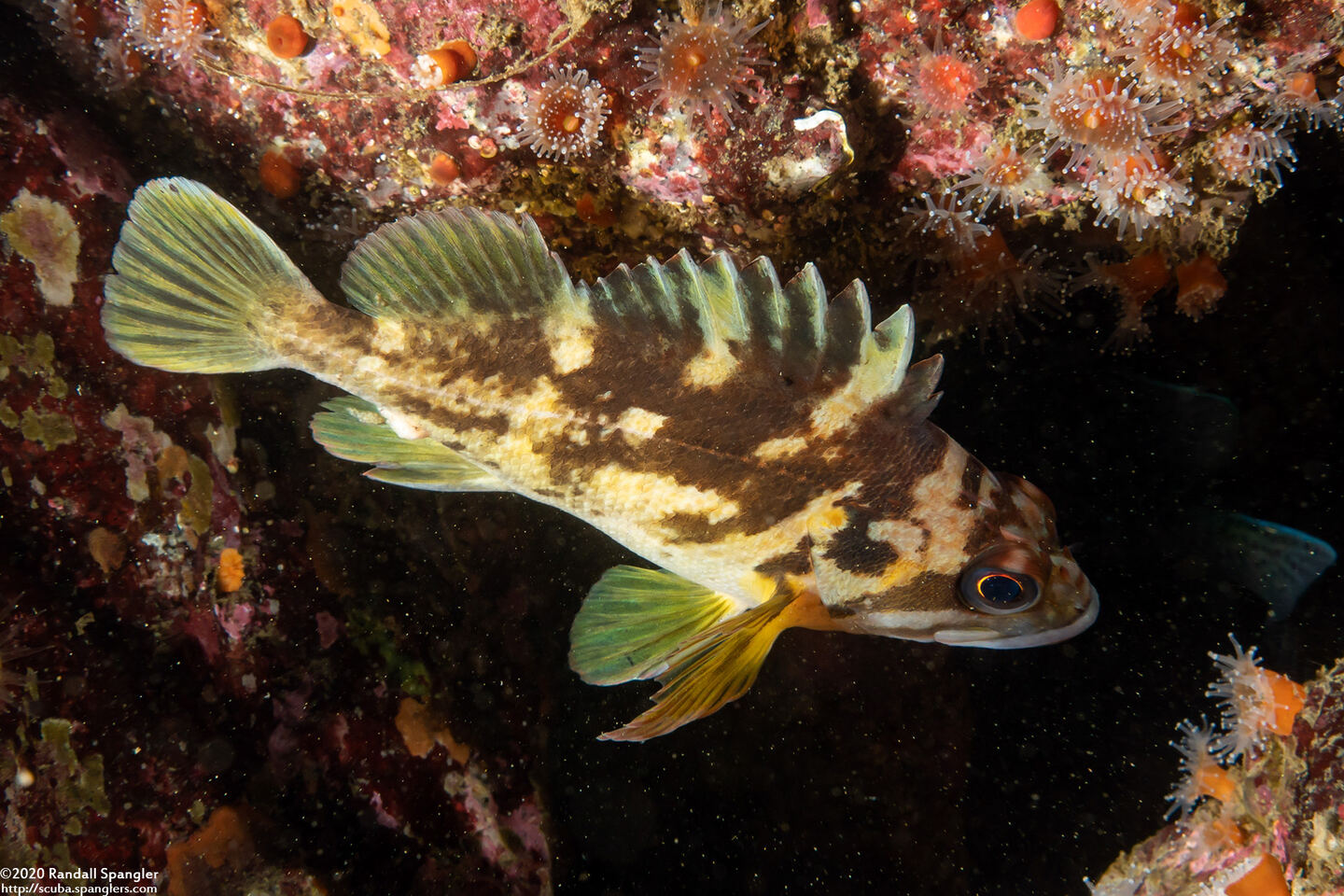 Sebastes chrysomelas (Black-and-Yellow Rockfish)