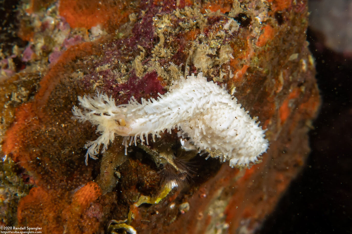 Pseudocnus lubricus (Fisher's Sea Cucumber)