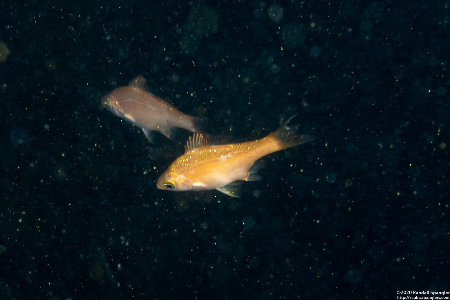 Brachyistius frenatus (Kelp Perch)