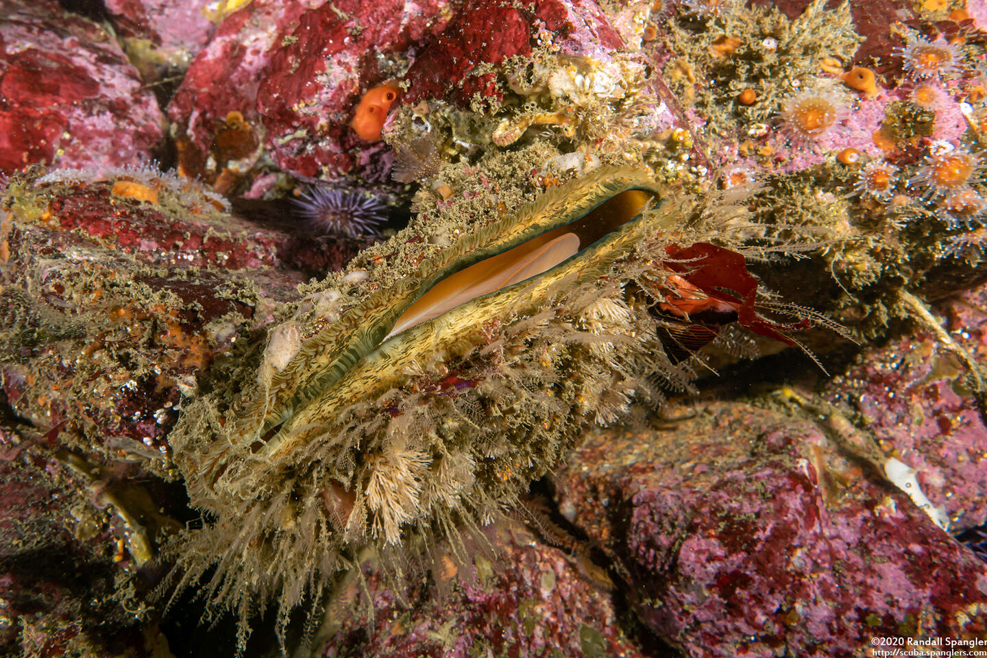 Crassadoma gigantea (Rock Scallop)