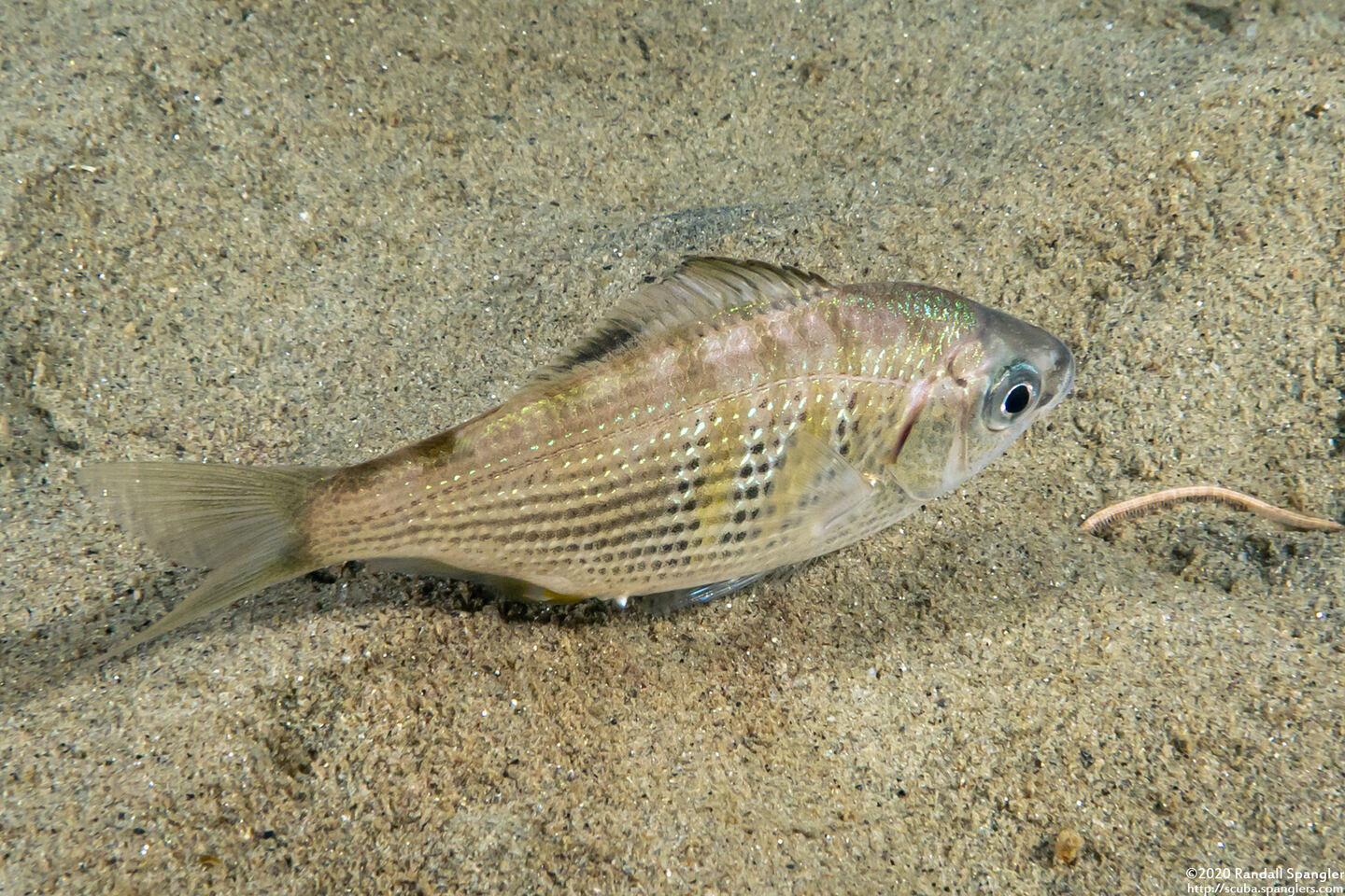Cymatogaster aggregata (Shiner Perch)
