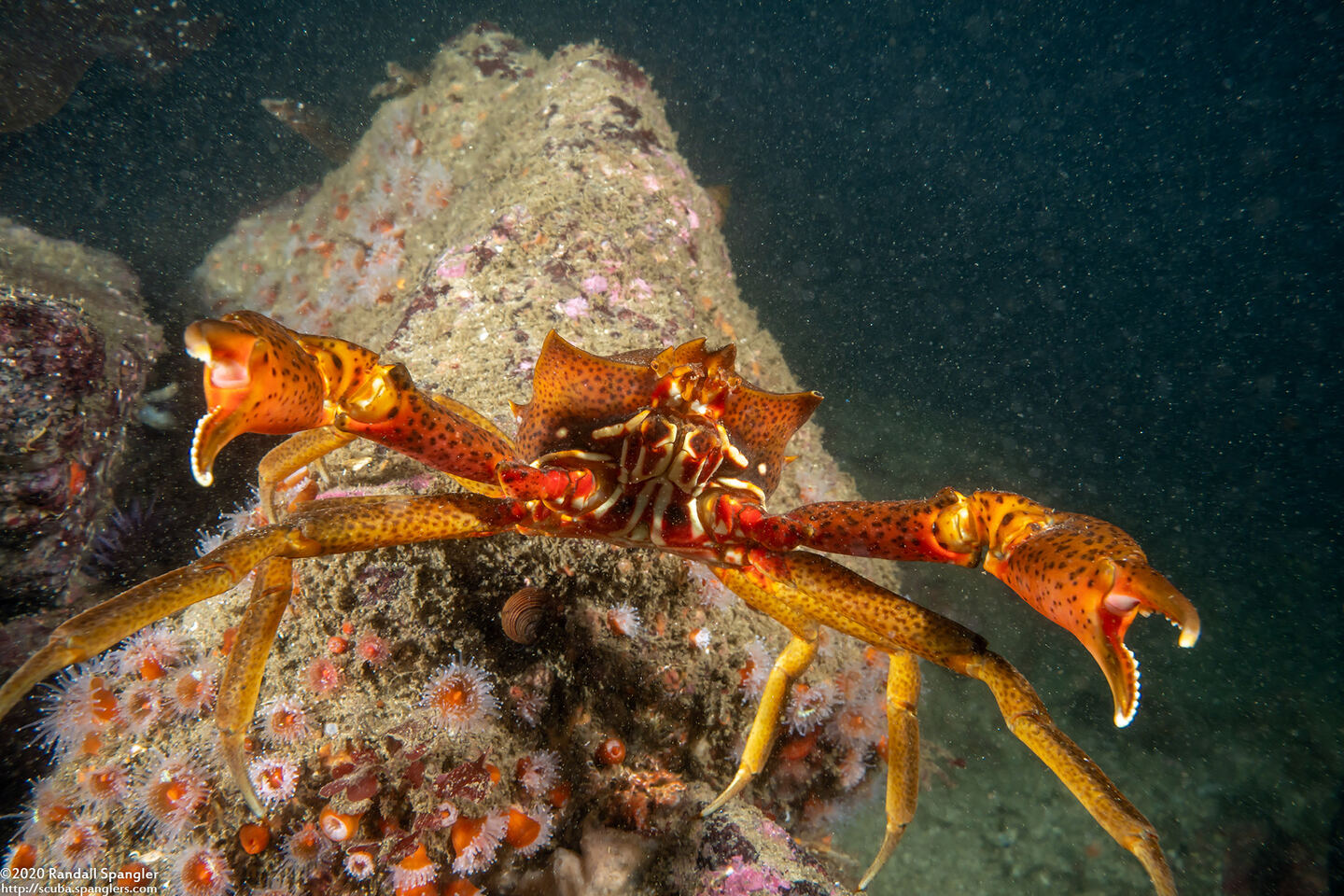 Pugettia producta (Northern Kelp Crab)