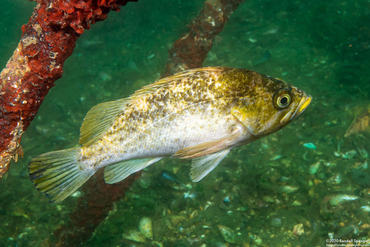 Sebastes atrovirens (Kelp Rockfish)