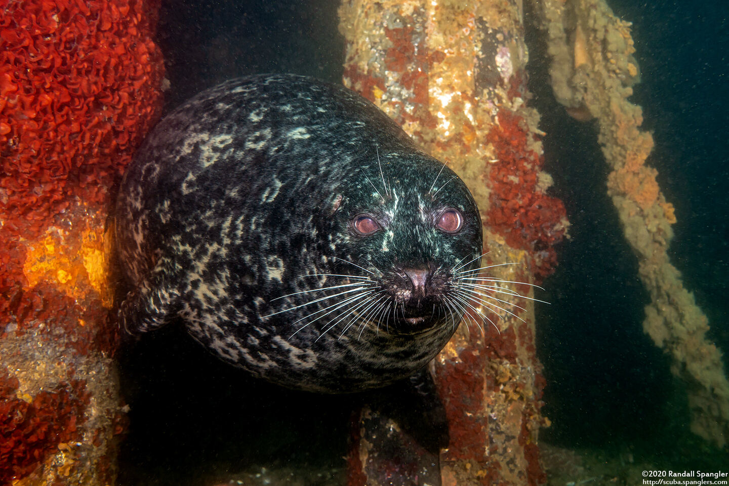 Phoca vitulina (Harbor Seal)