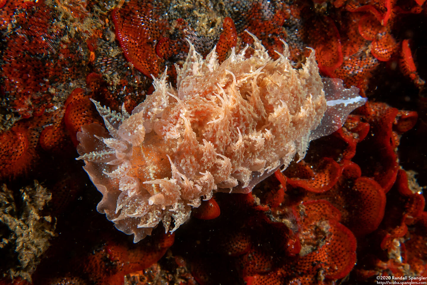 Dirona picta (Colorful Dirona)