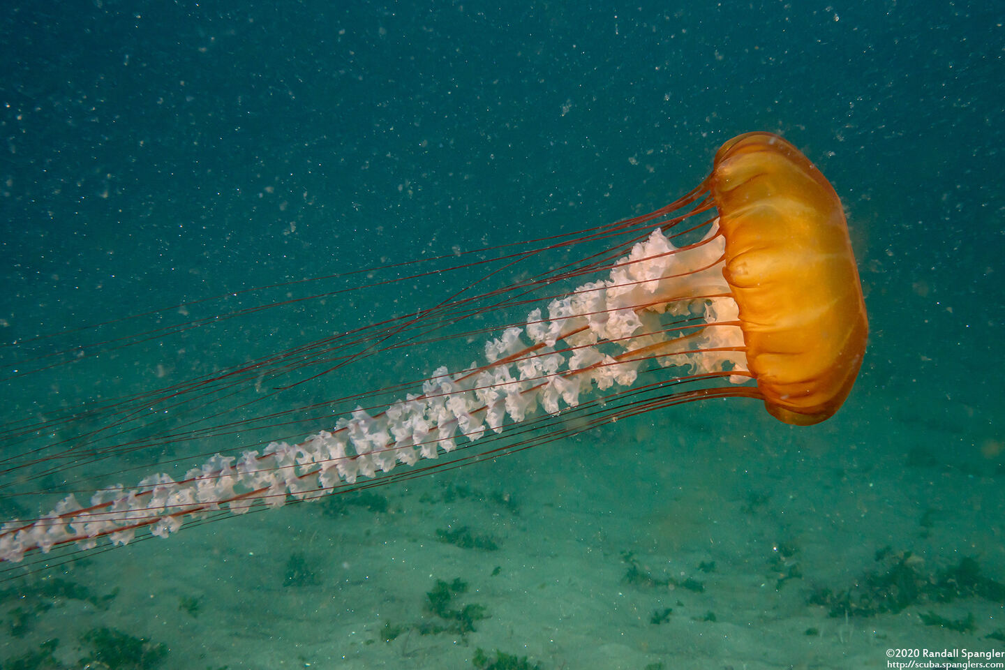 Chrysaora fuscescens (Brown Jellyfish)