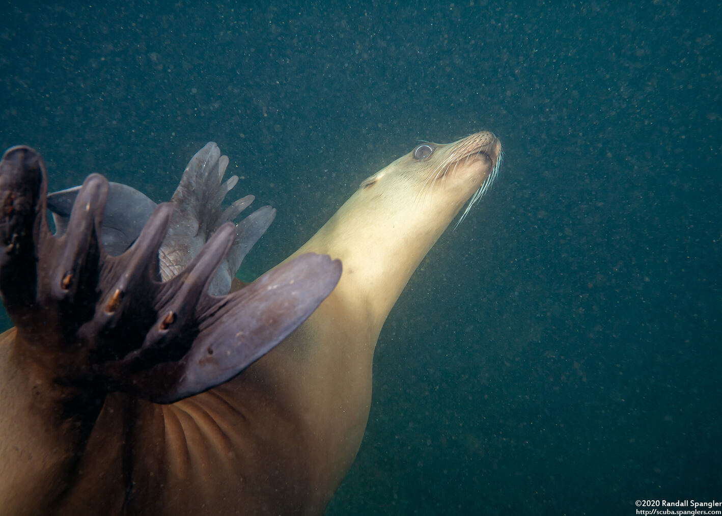 Zalophus californianus (California Sea Lion)