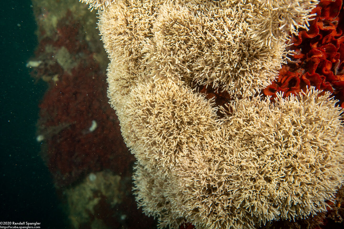 Microporina articulata (Stick Bryozoan)