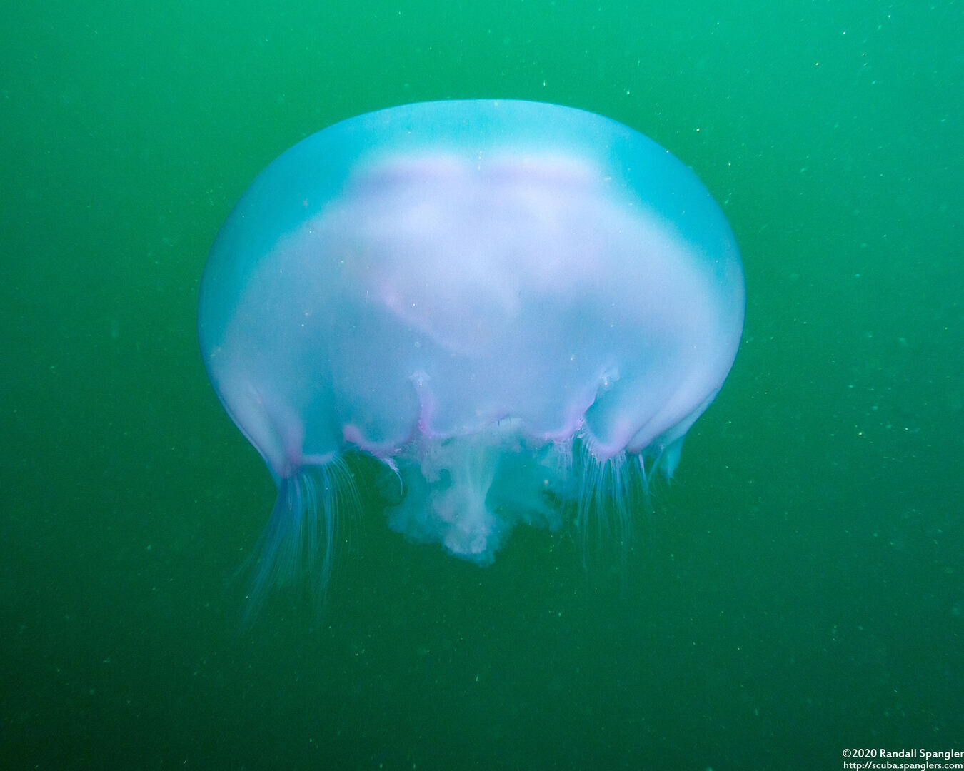Aurelia aurita (Moon Jelly)