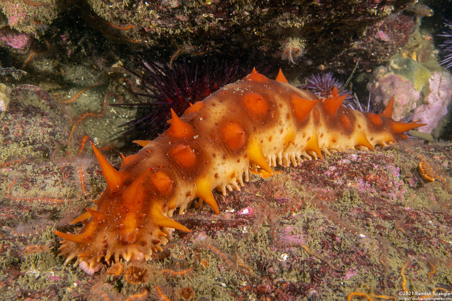 Parastichopus californicus (California Sea Cucumber)