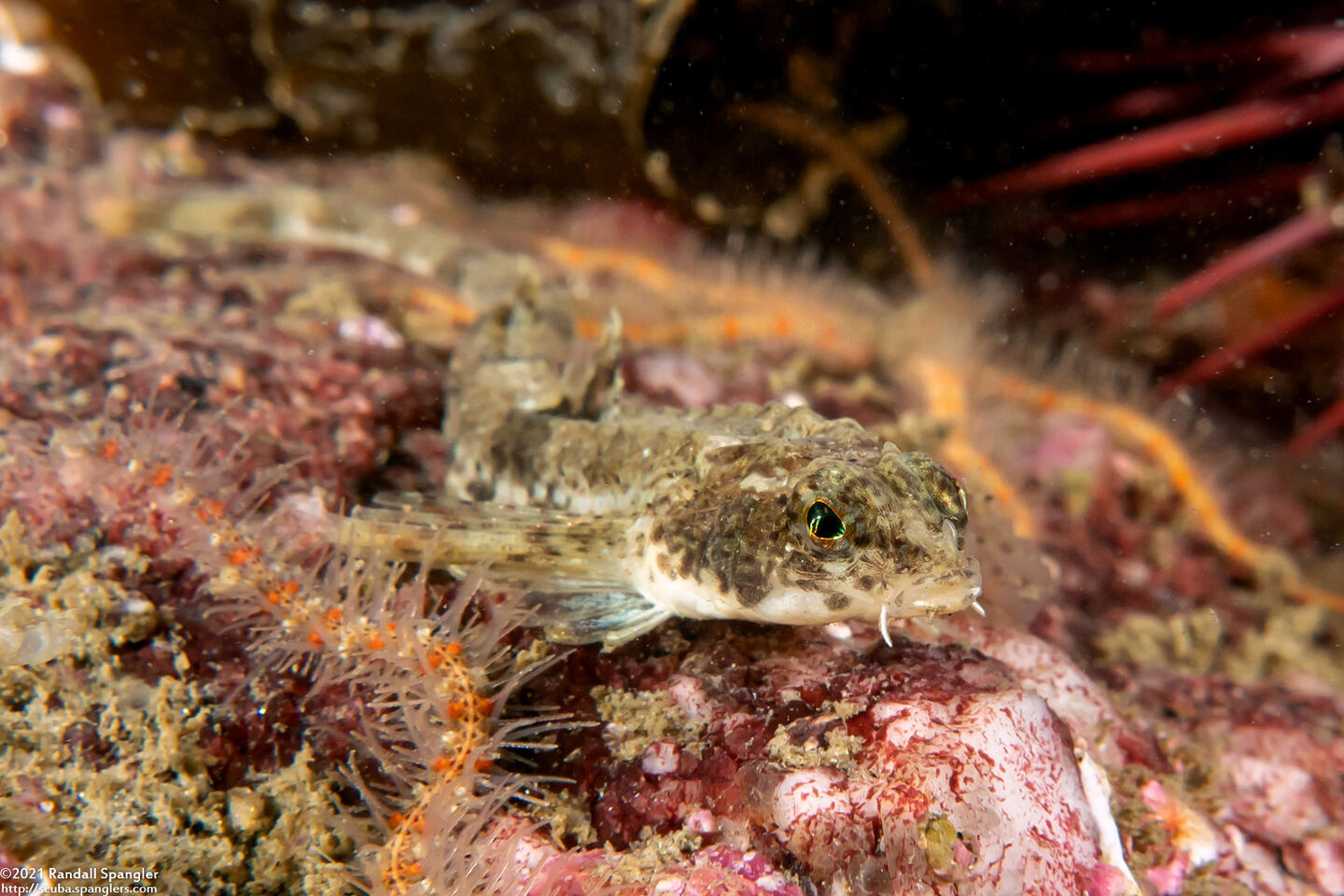 Odontopyxis trispinosa (Pygmy Poacher)