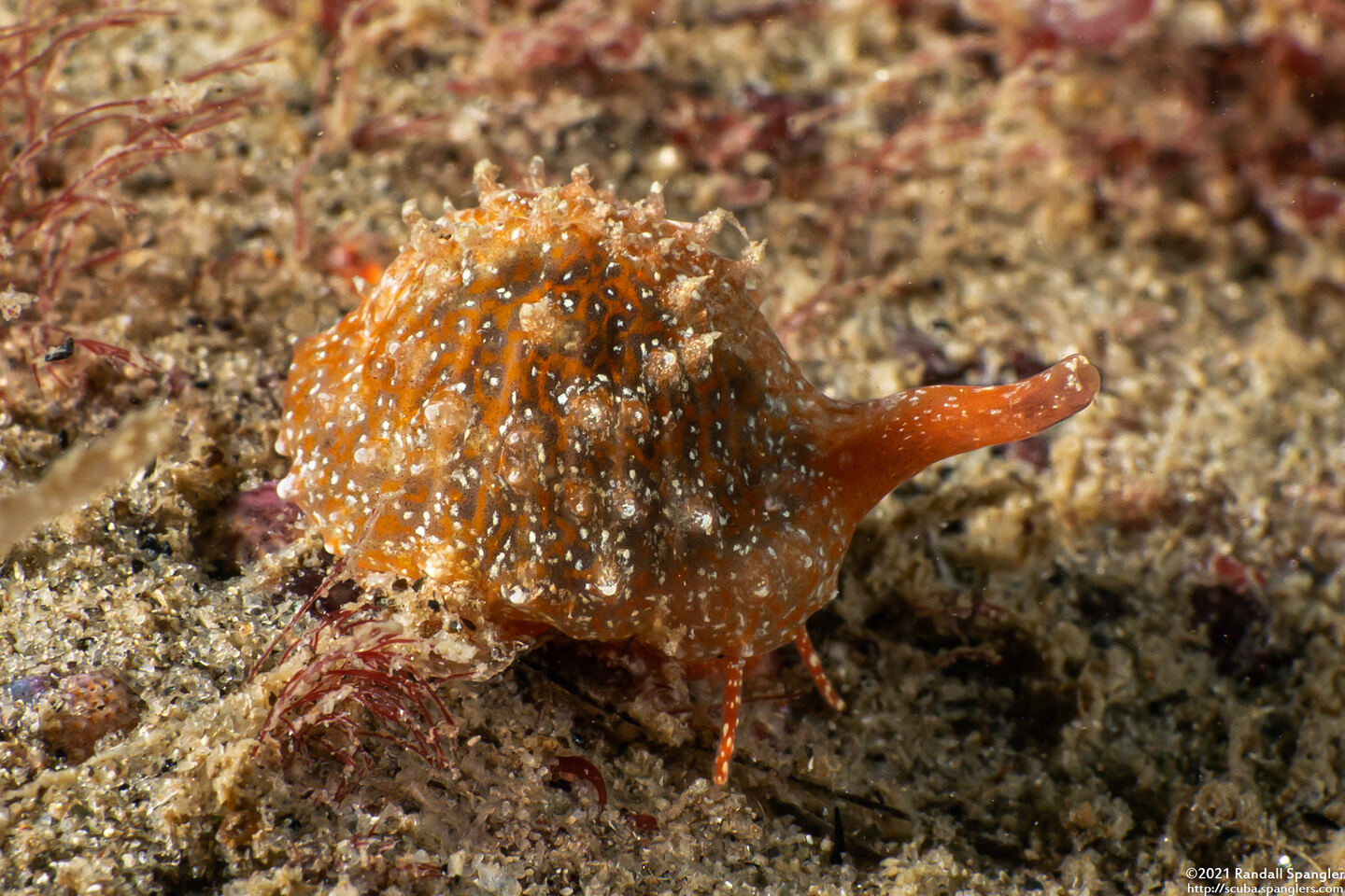 Pseudopusula californiana (Coffee Bean Cowry)