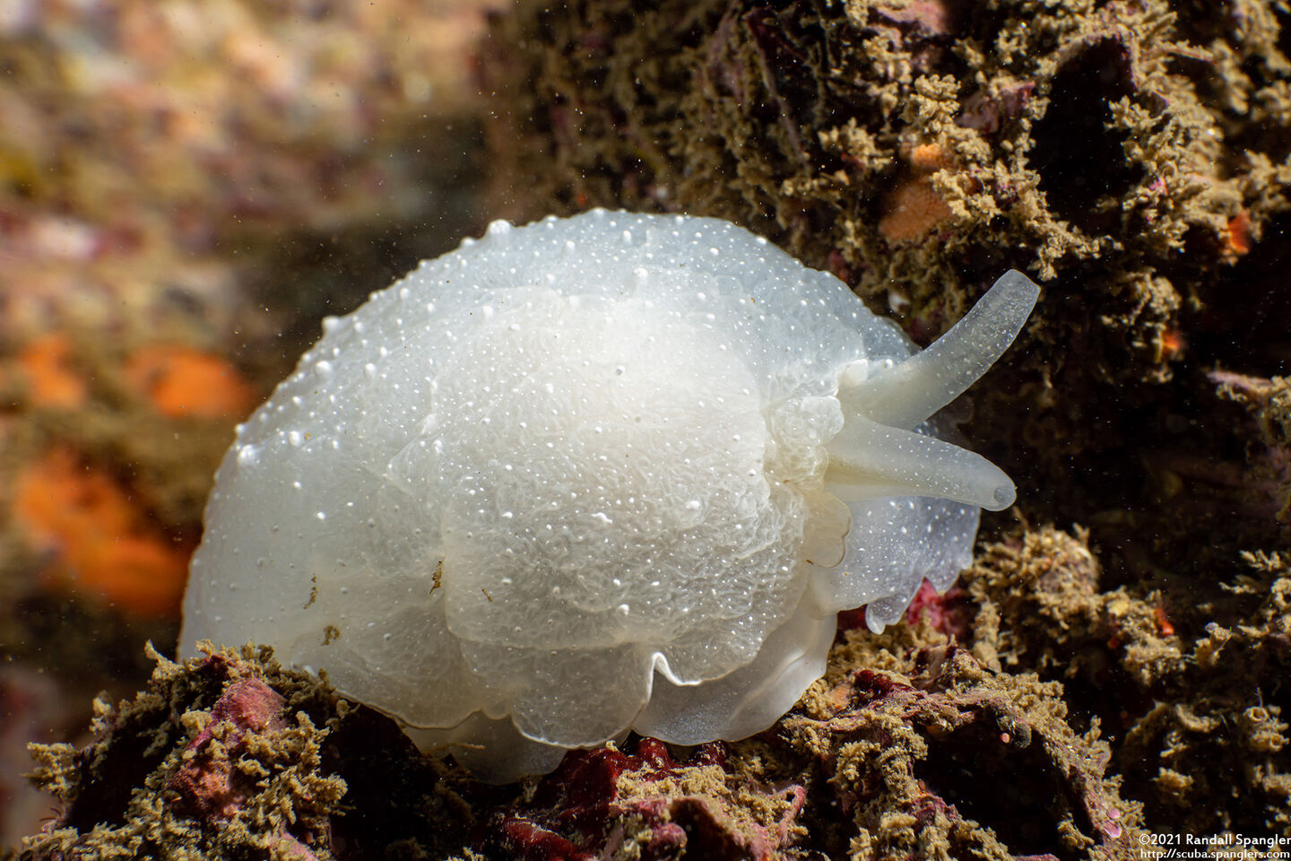 Berthella chacei (White Berthella)