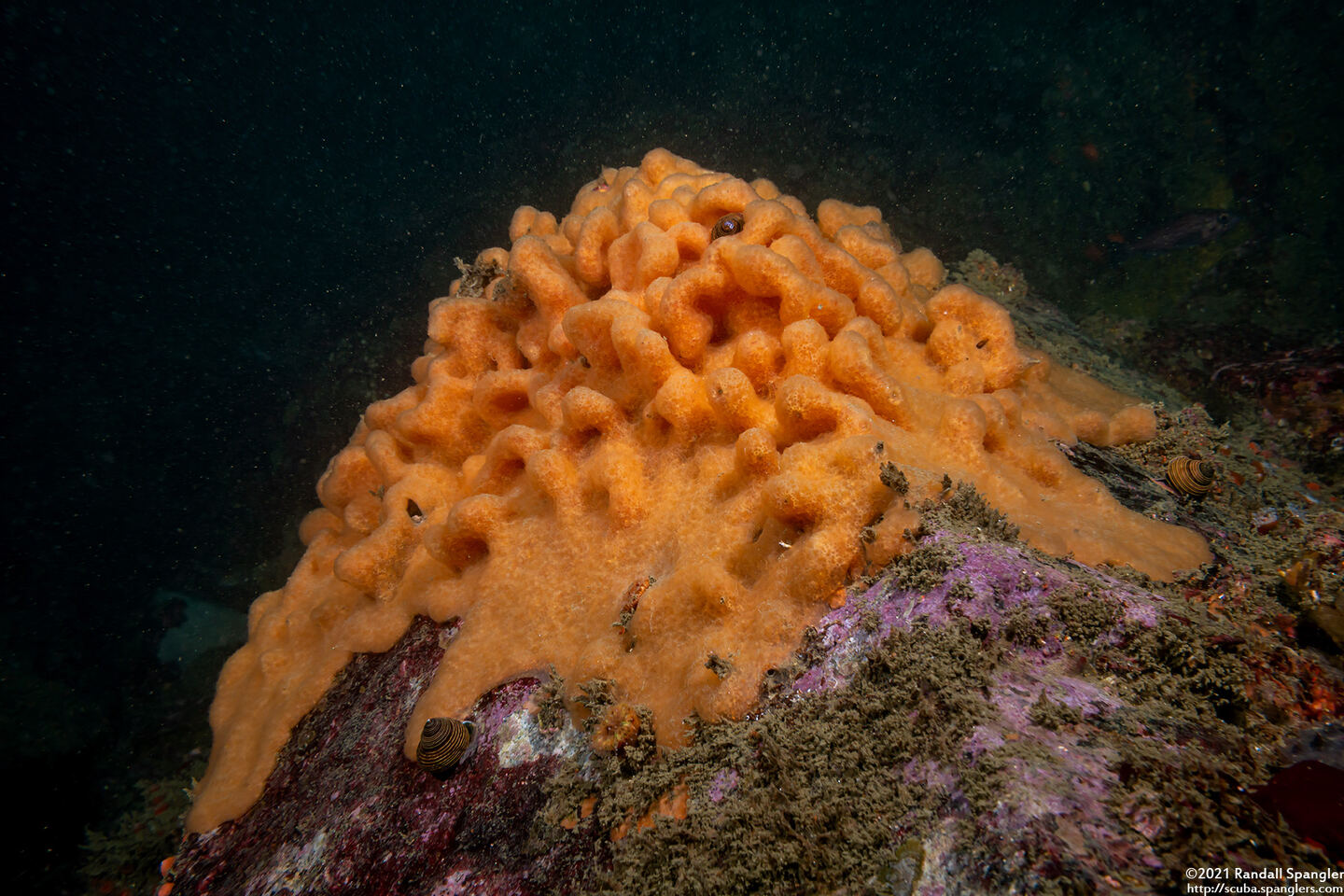 Aplidium californicum (Sea Pork)