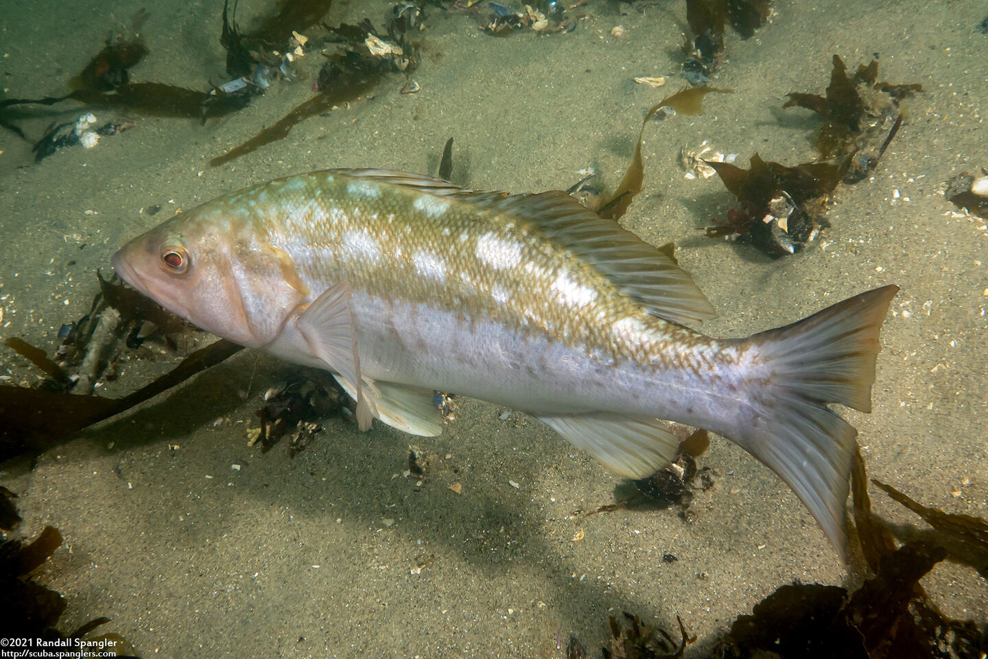 Paralabrax clathratus (Kelp Bass)