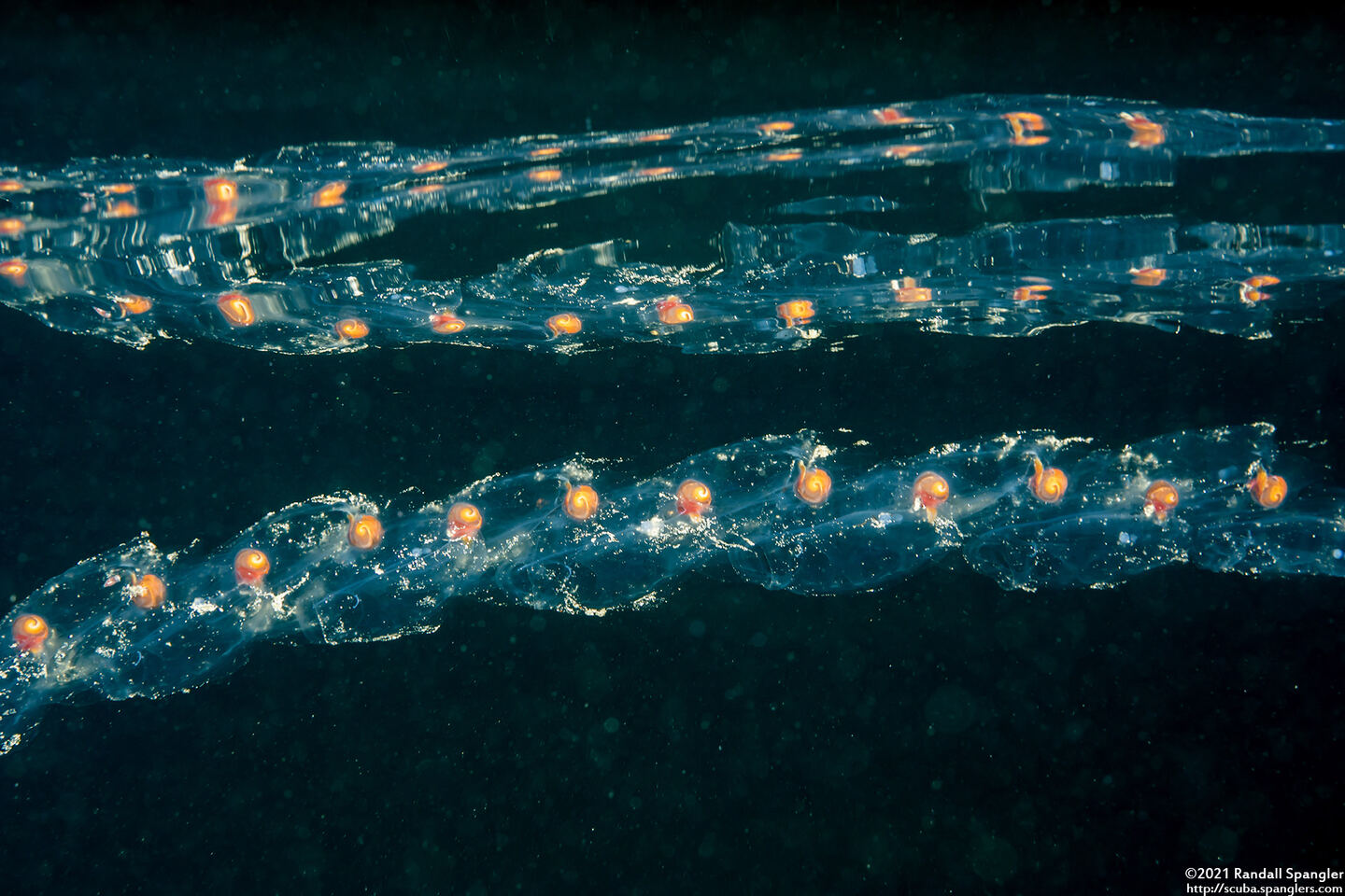Salpa fusiformis (Common Salp)