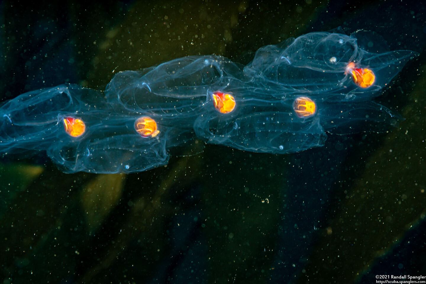 Salpa fusiformis (Common Salp)